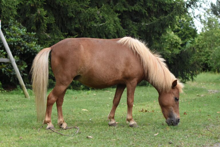 falabella LADY BONITA