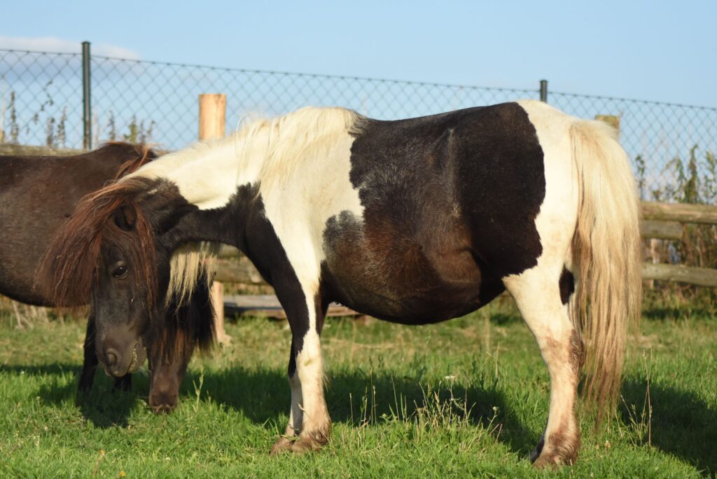 falabella Falabella FANTASIA
