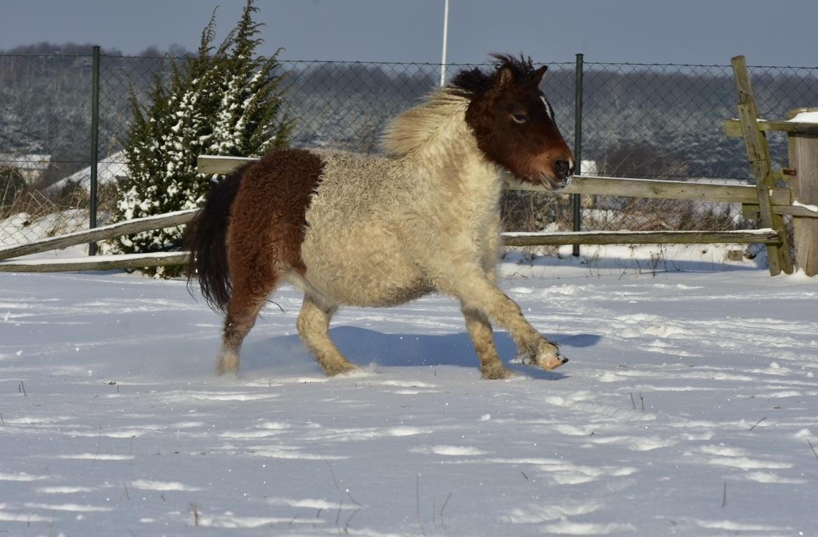 miniature curly horse, HAYLA Little Dundee