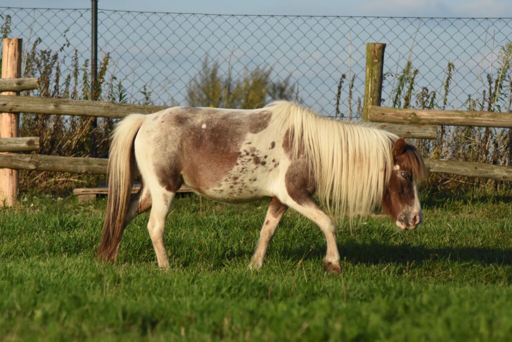 falabella Toyland PAISADA