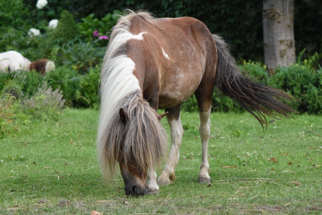 falabella Toyland EXQUISA