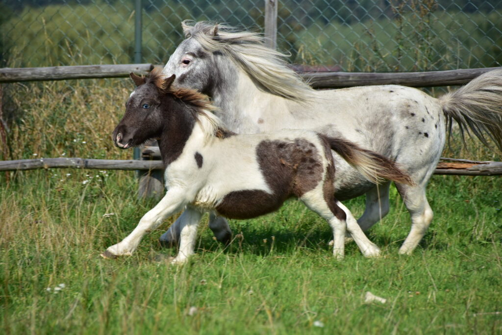 falabella