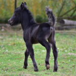 Tira Vento TANGO