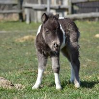 american miniatur horse kaufen