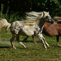 miniatur pferd kaufen