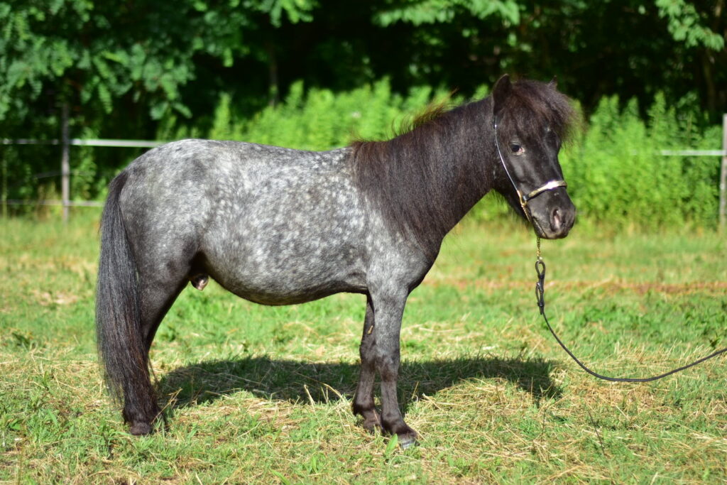 falabella fohlen