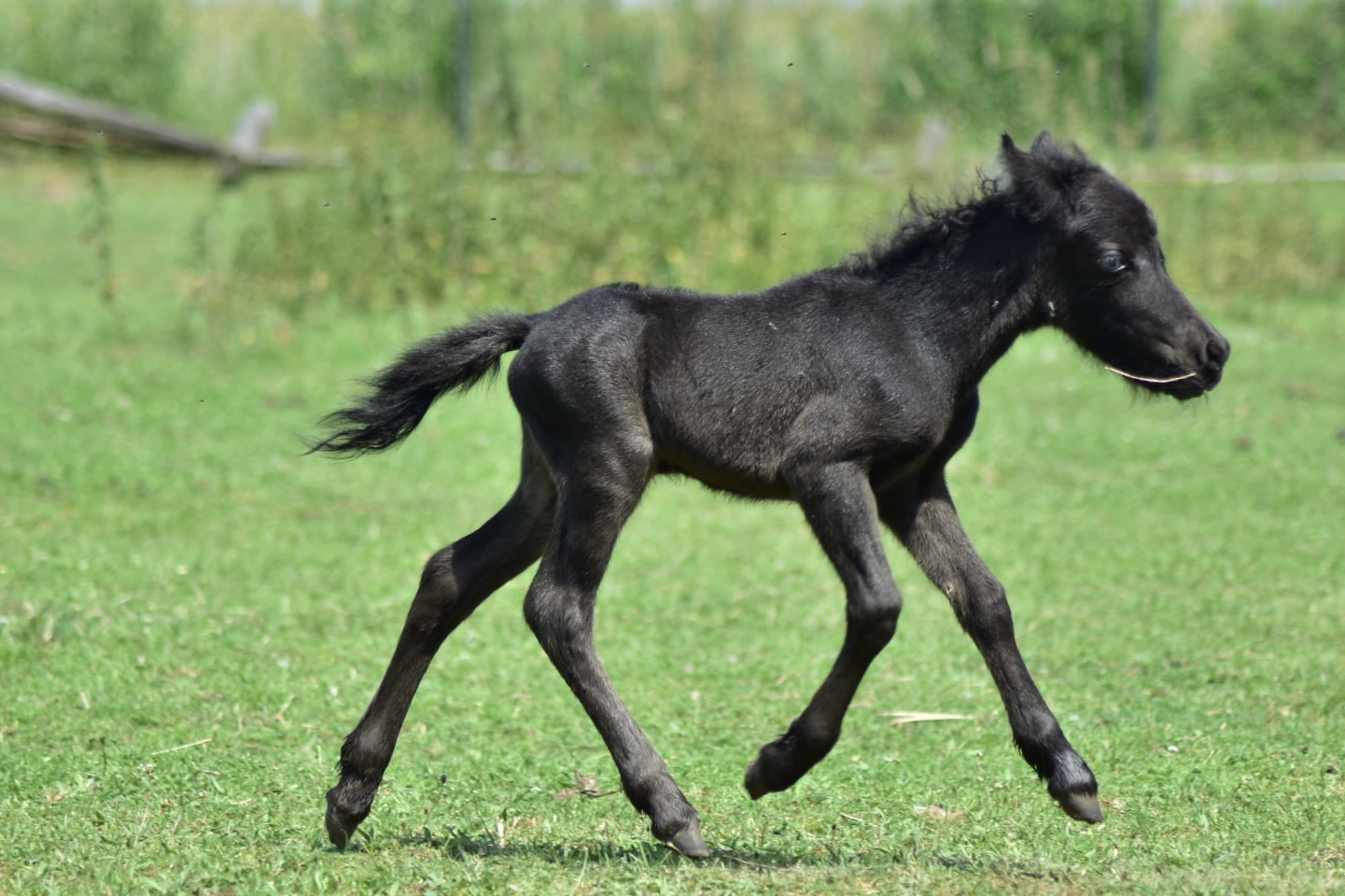 falabella fohlen