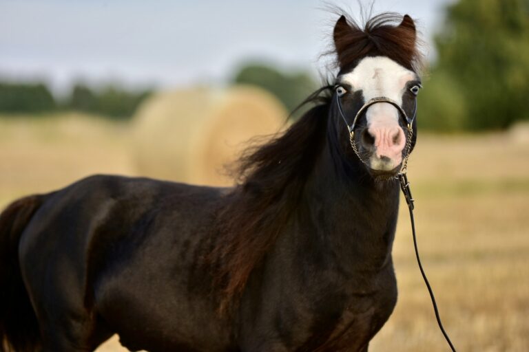 falabella fohlen