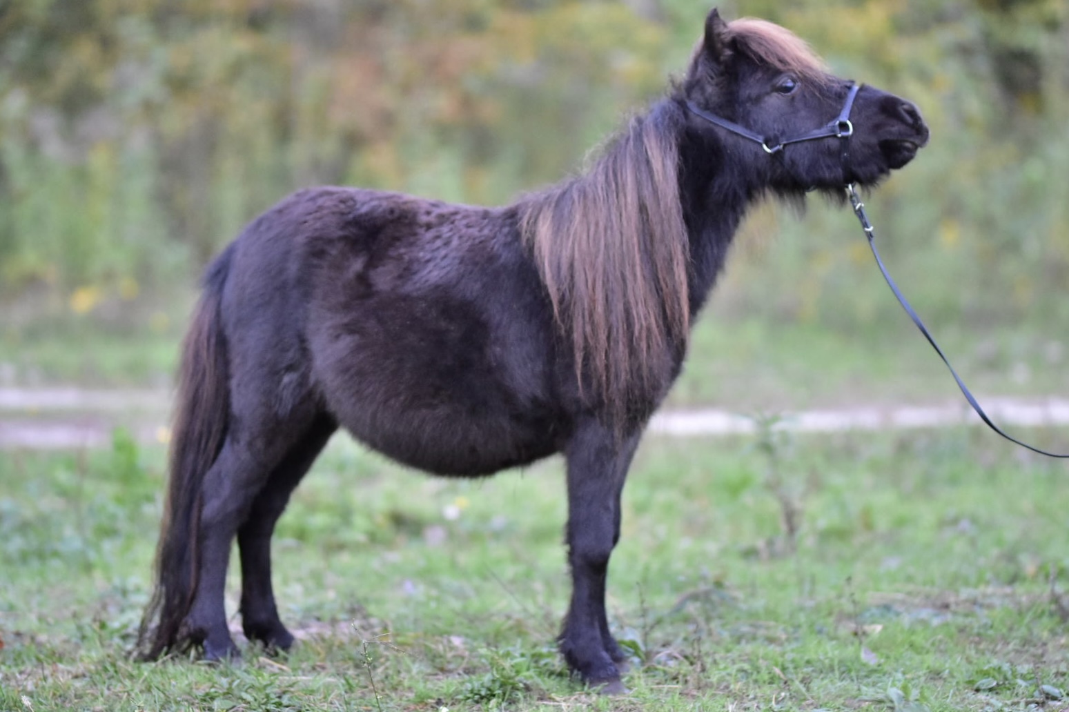 falabella fohlen