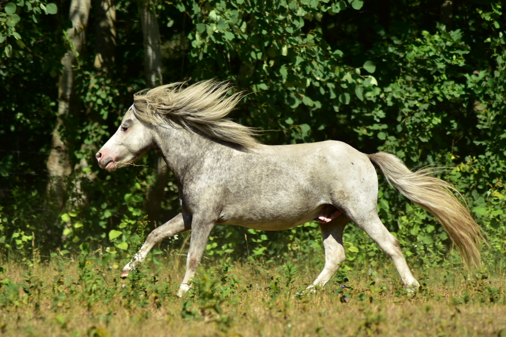 falabella fohlen
