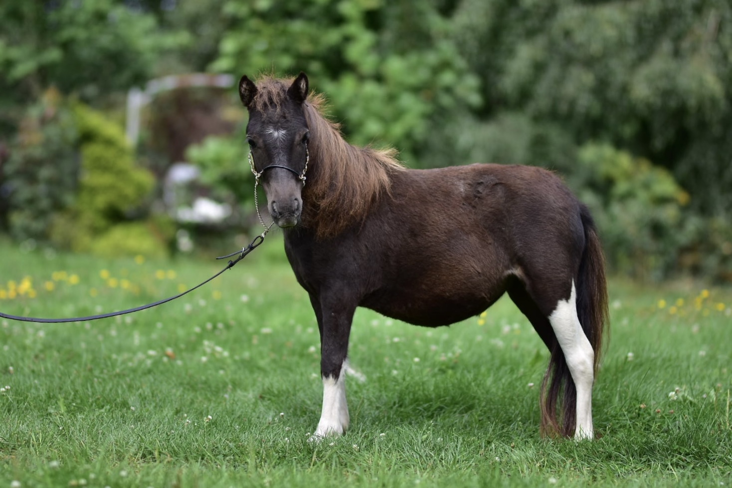 falabella fohlen
