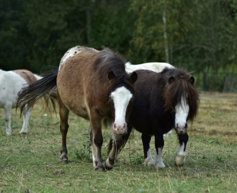 falabella