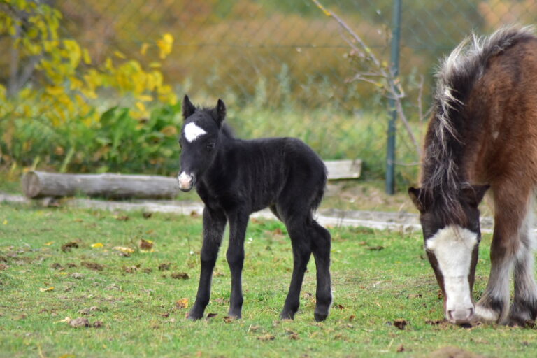 falabella fohlen