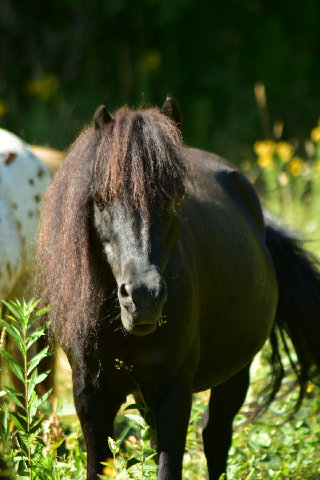 falabella fohlen