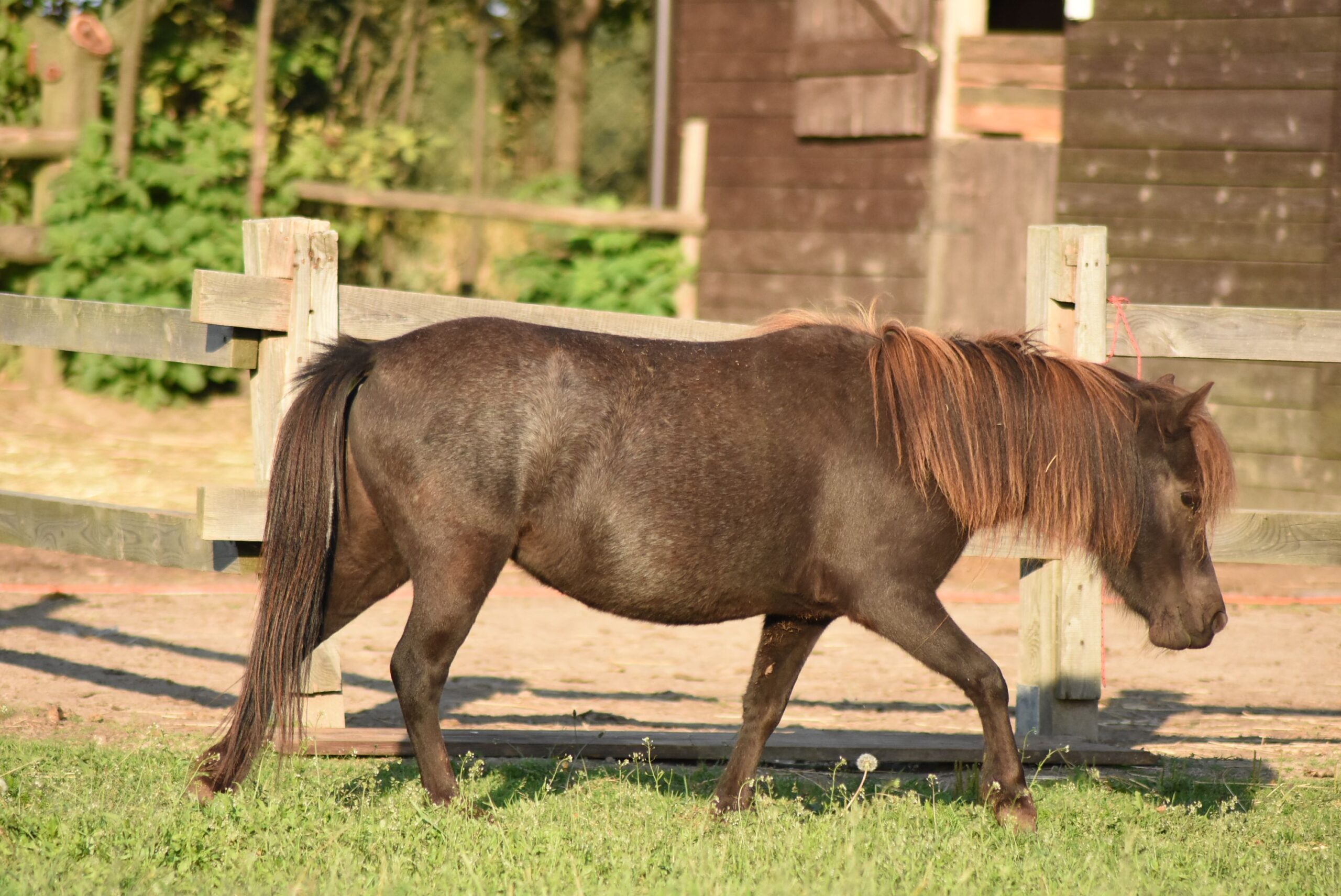 falabella fohlen