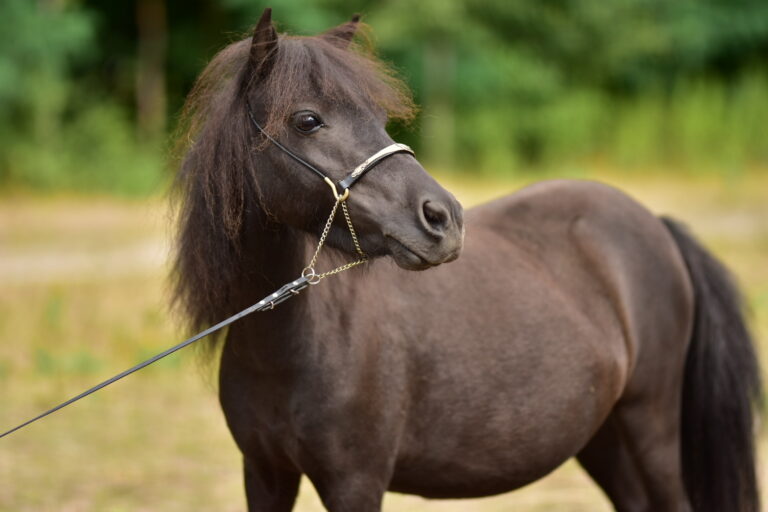 falabella fohlen