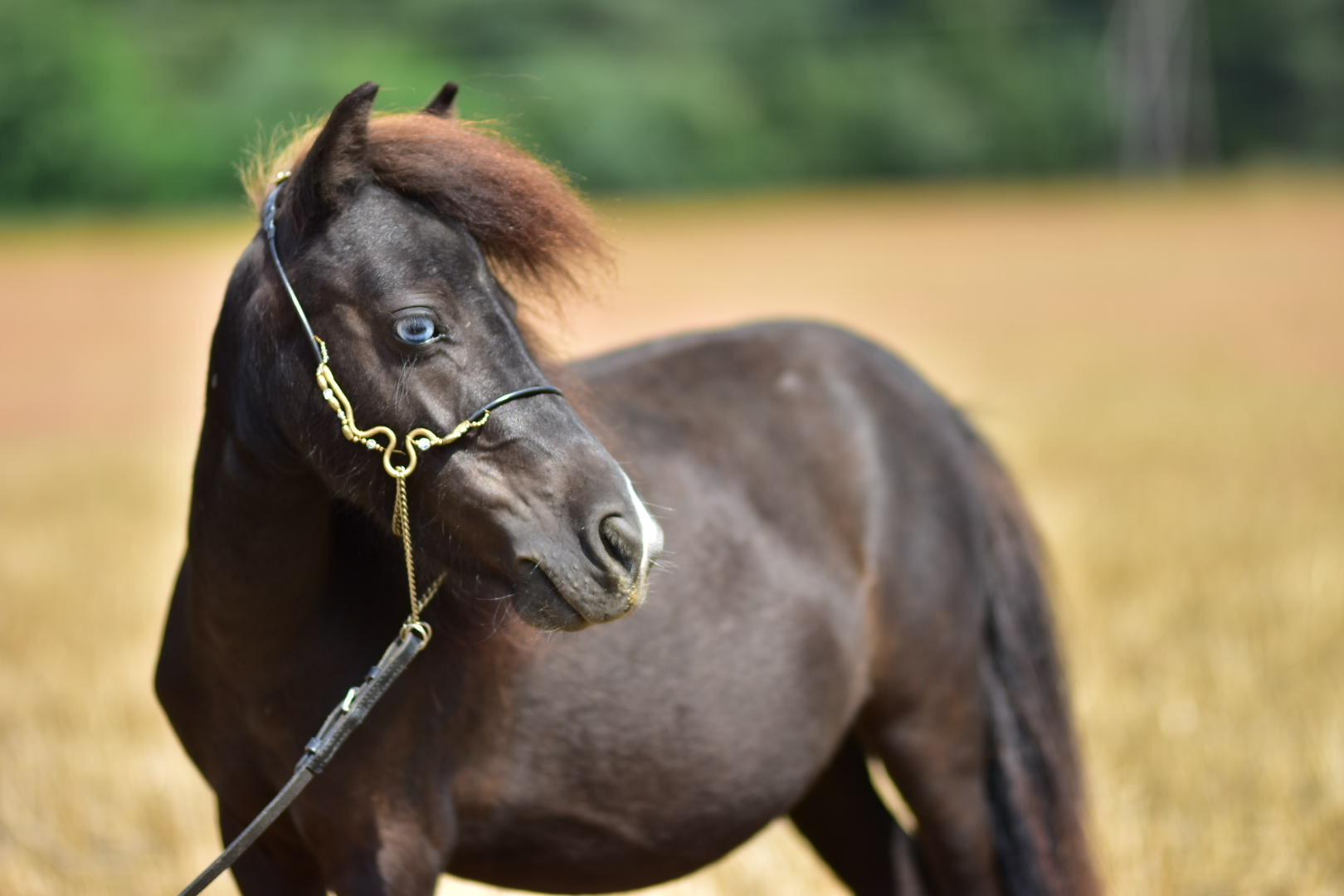 falabella fohlen