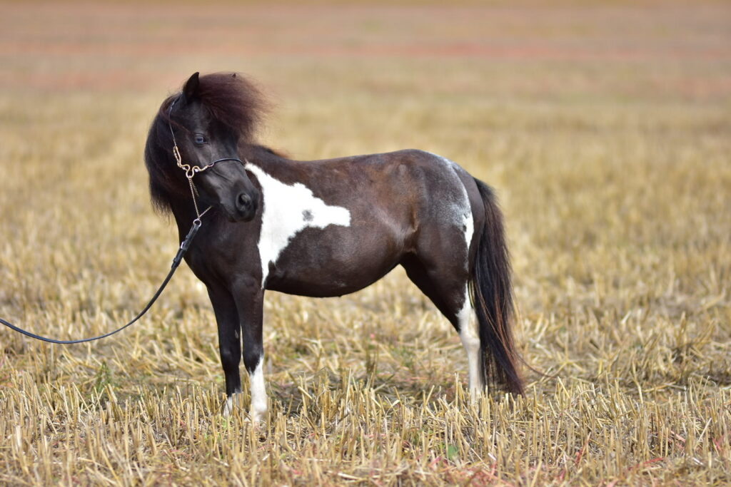 falabella fohlen
