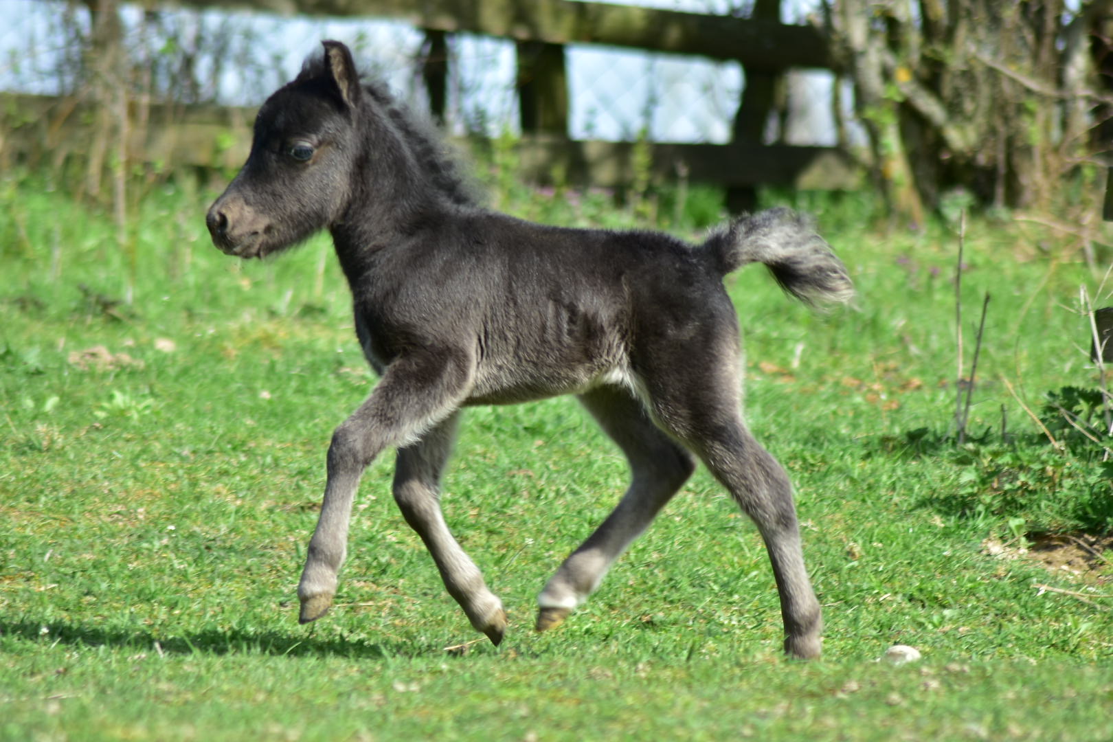 falabella fohlen