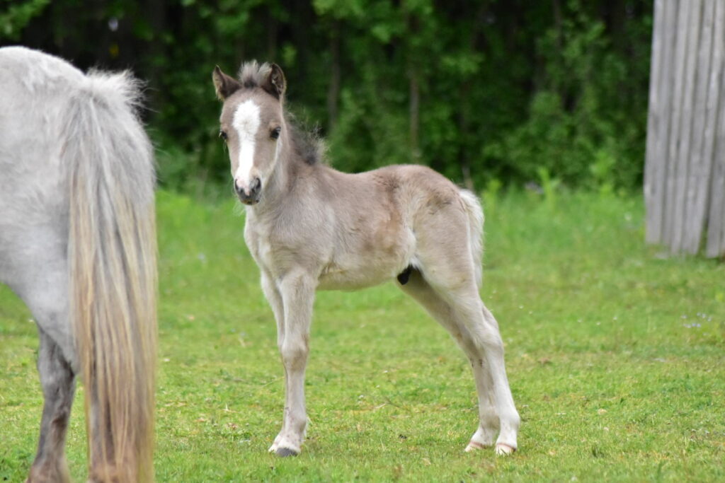 falabella fohlen