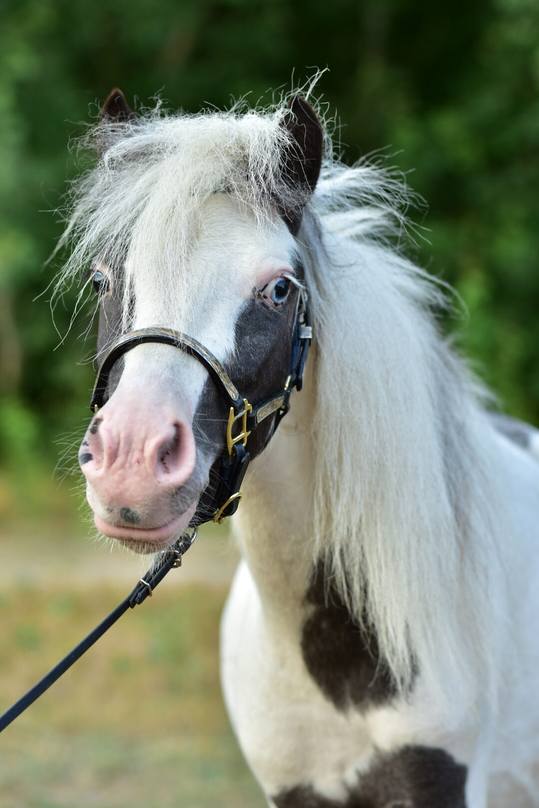 falabella Tira Vento EZEQUIEL