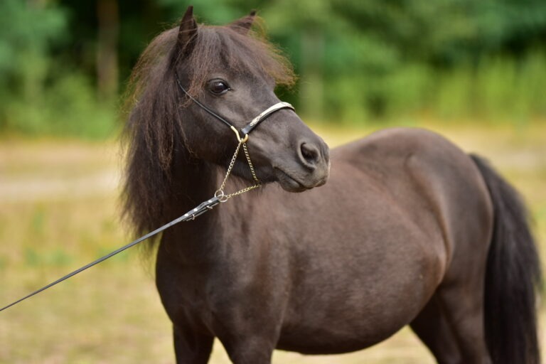 falabella Tira Vento CATALINA