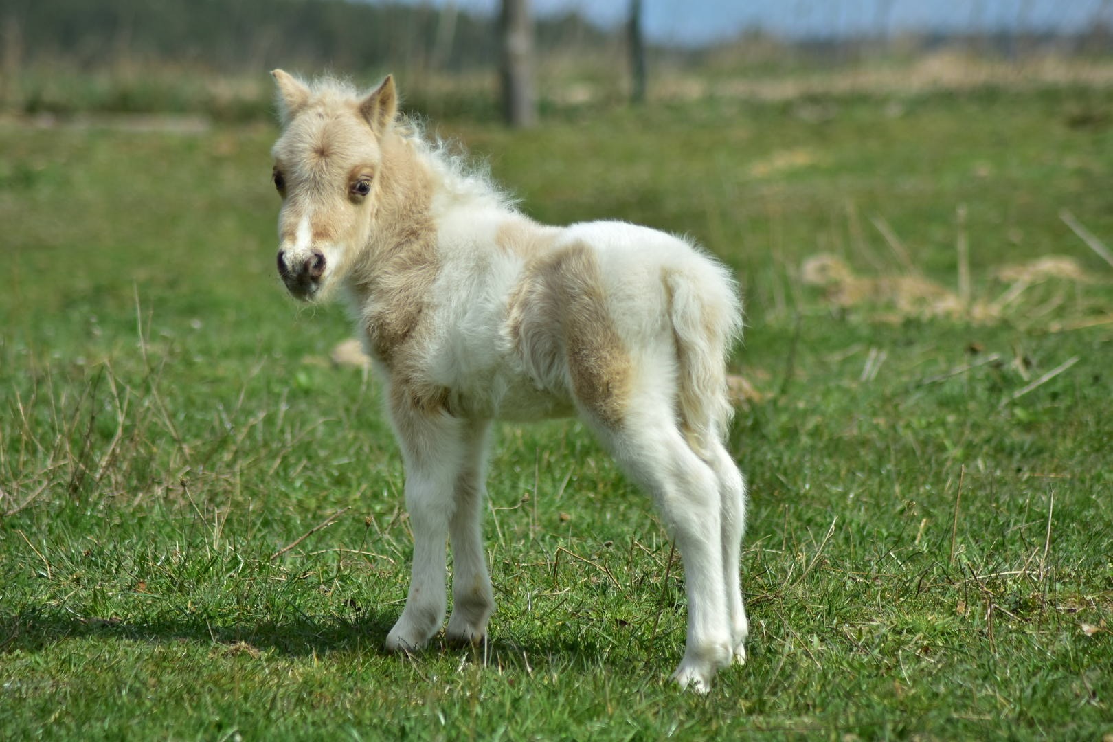 Tira Vento – ogierek 2026 (KA-CHING × ROMA)