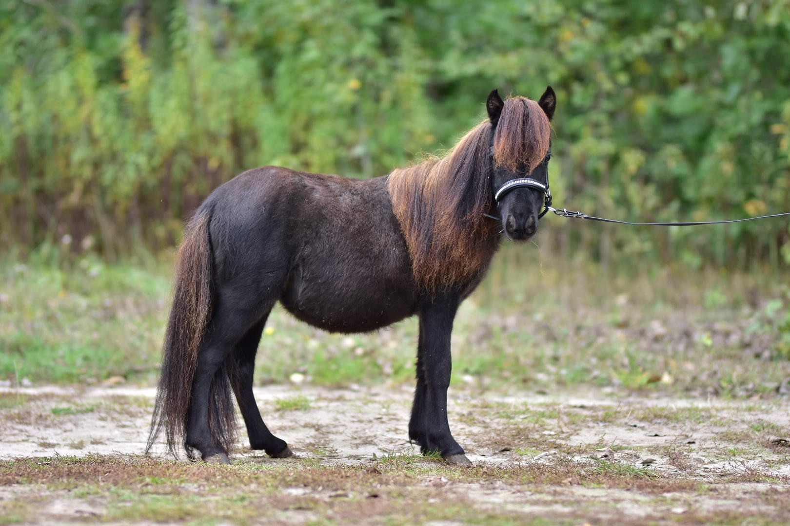 hilda falabella