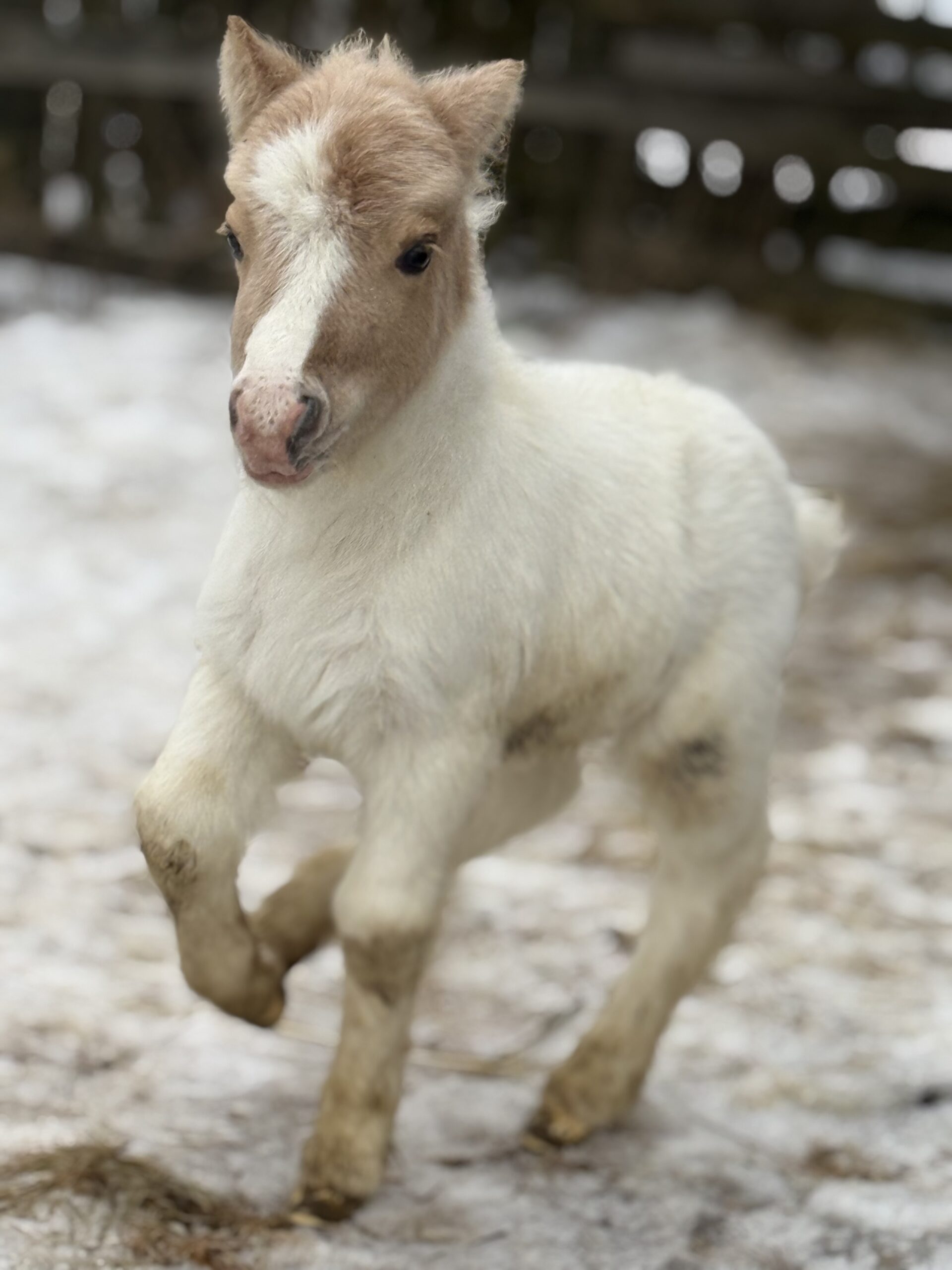 Tira Vento – klaczka 2026 (KA-CHING × ALASKA)